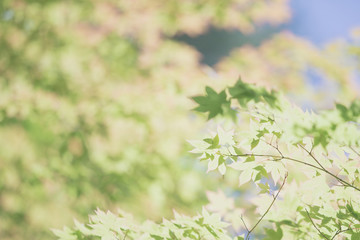 Japanese maples leaves with vintage film style