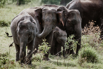 Fototapeta premium Elephants in a National Park from Sri Lanka