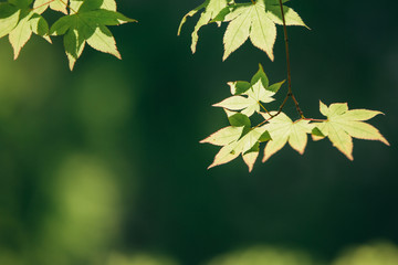 Japanese maples leaves with vintage film style