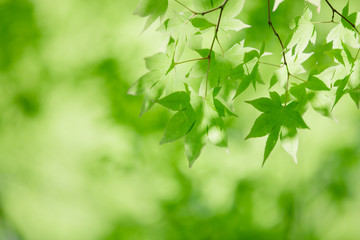 Fototapeta na wymiar Japanese maples leaves with vintage film style