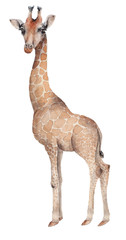 hand drawn giraffe