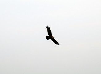 The bird flies over the sea and catches fish. Kite hunts. Eagle in the sky. Bird circling the water. Eagle gets food. Blue sea.