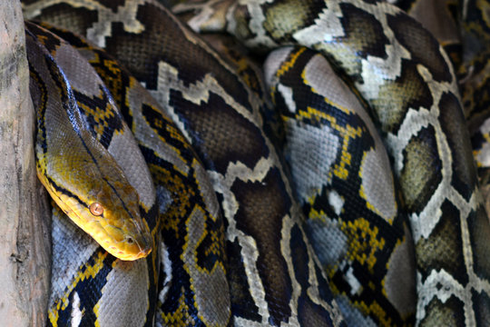 Close up of the big and colorful snakes,python