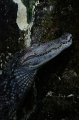 Crocodile