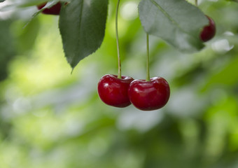 red cherry blossom on a tree, natural food