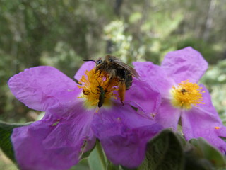 Insectos a la flor