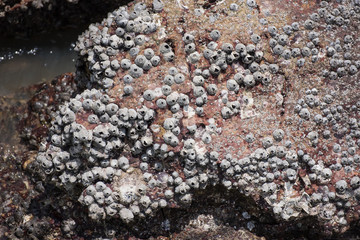 Oyster shells on rock by the sea.Thailand.