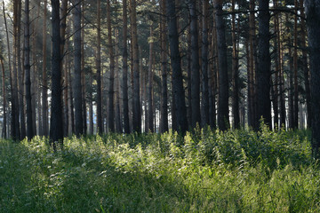 Grass in a pine forest.
Dark trunks of pines and sunlit grass.