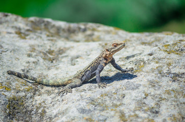 Asian mountain lizard Caucasian agama ( Paralaudakia caucasia ) basks in the sun sitting on a rock in the ancient city Uplistsikhe (Uplistsikhe), Georgia
