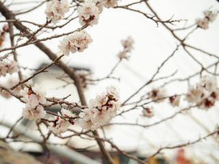 White cherry flowe with blur background
