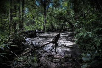 Forrest Scene - Petchaboon Thailand 