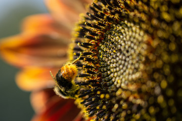 Bumble Bee on Sunflower.