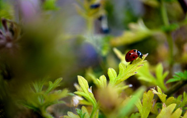 a ladybug among herbs