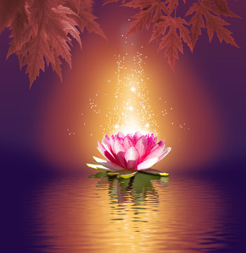 Fototapeta lotus flower on water closeup