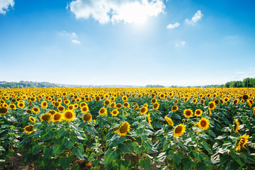 Beautiful field of sunflowers. Rural landscapes under bright sunlight. Background of ripening sunflower. Rich harvest.
