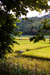 Farmer picking rice in the field in Guangxi province, China