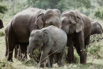 Obraz premium Elephants in a National Park from Sri Lanka