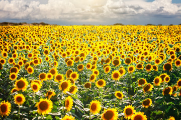 Beautiful field of sunflowers. Rural landscapes under bright sunlight. Background of ripening...