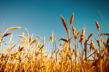 Obraz premium Wheat field. Rural Scenery under Shining Sunlight. A background of the ripening wheat. Rich harvest.