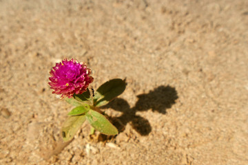 Globe amaranth close up