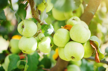 Apples on the tree before harvest.