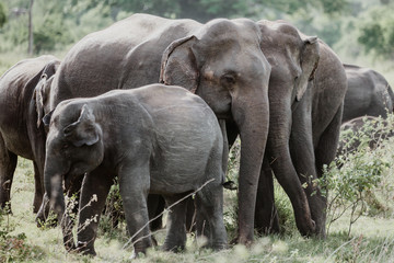 Fototapeta premium Elephants in a National Park from Sri Lanka