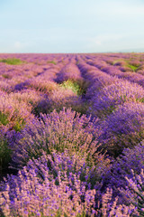Naklejka na ściany i meble Beautiful lavender field on summer day