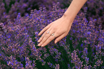 Beautiful young woman touching lavender in field on summer day