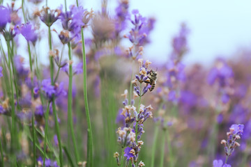 Beautiful blooming lavender on summer day
