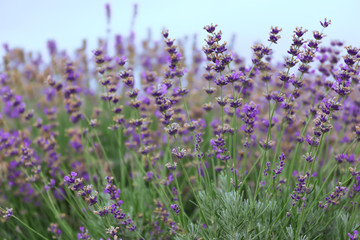 Naklejka premium Beautiful blooming lavender on summer day