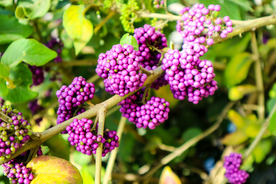 beautyberry is a genus of shrubs and small trees