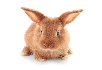 Fototapeta premium Cute fluffy bunny on white background
