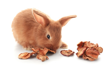 Cute fluffy bunny eating dried fruits on white background