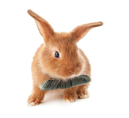 Cute fluffy bunny with bow tie on white background