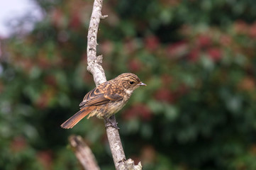 small brown bird