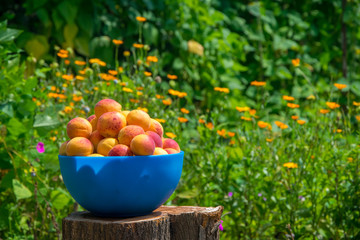 Fresh apricots in blue bowl