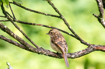 small brown bird
