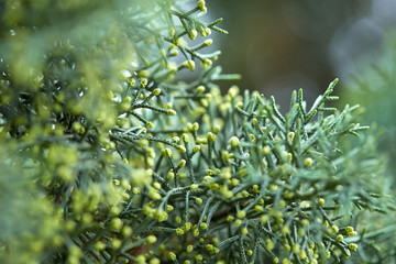 Fototapeta premium green lush branches of coniferous tree