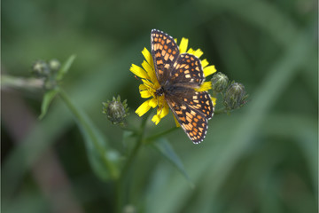 Baldrian Scheckenfalter