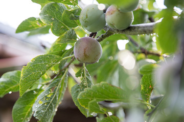 Grüne, runde, unreife Pflaumen am Pflaumenbaum Zweig mit Blättern nach Regen mit Tropfen