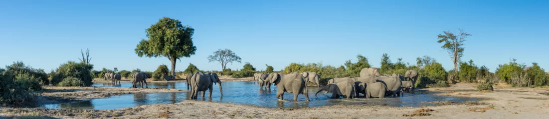 Foto op Canvas Een kleurenpanoramabeeld van een kudde olifanten, Loxodonta africana, badend en drinkend bij een slinkende waterput in Savute, Botswana. © Villiers