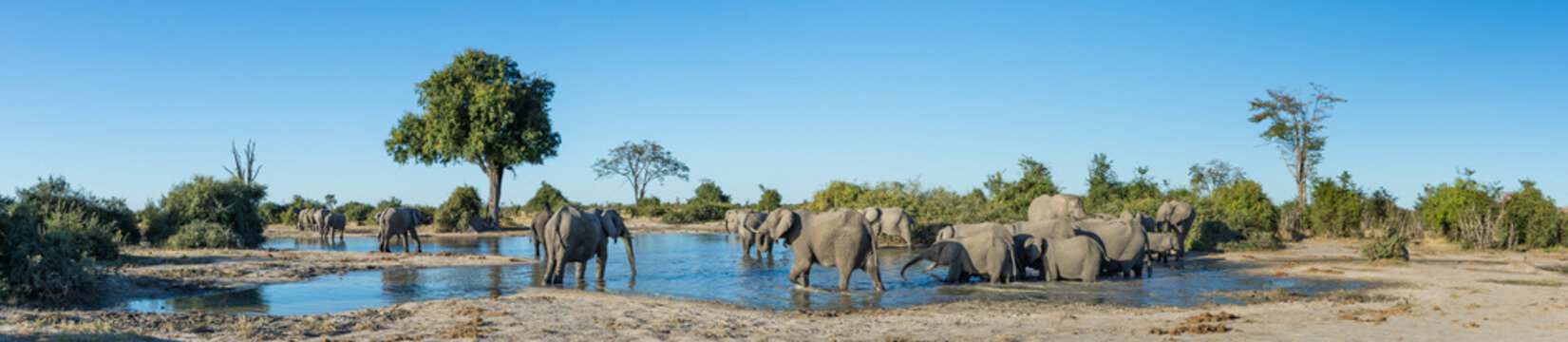 A colour, panorama image of a herd of elephants, Loxodonta africana, bathing and drinking at a dwindling waterhole in Savute, Botswana.