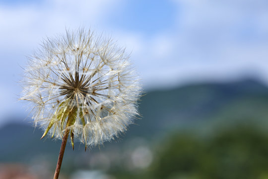 Fototapeta Closeup picture of Dandelion.