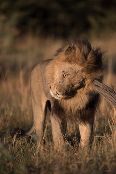 A vertical, colour photograph of a handsome male lion, Panthera leo, scratching  in golden side light in Savute, Botswana.