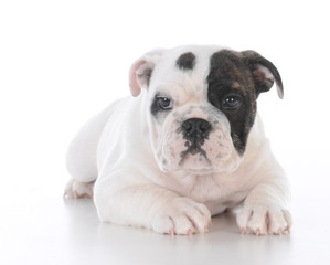 Fototapeta premium female bulldog puppy