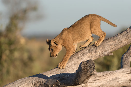 A horizontal, colour image of a young lion cub, Panthera leo, balancing on a dead tree in front light in Savute, Botswana.