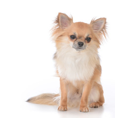 male long haired chihuahua