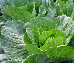 close-up of organically cultivated cabbage plantation in the vegetable garden