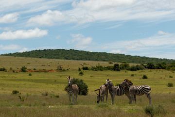Fototapeta premium Zebras standing bunching together