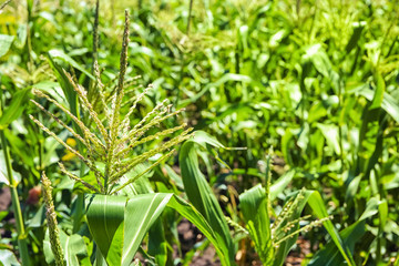 Corn growing in field on summer day